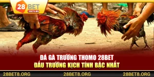 Đá Gà Trường Thomo 28BET – Đấu Trường Kịch Tính Bậc Nhất