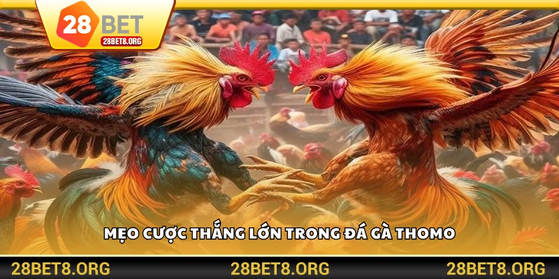 Mẹo cược thắng lớn trong đá gà Thomo