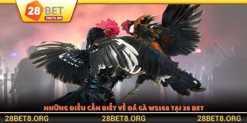 Những điều cần biết về đá gà WS168 tại 28 BET