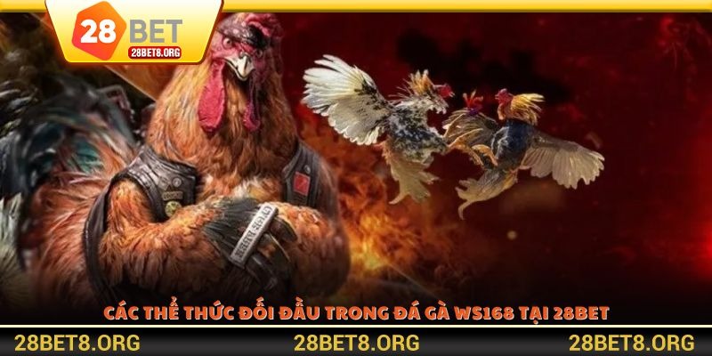 Các thể thức đối đầu trong đá gà WS168 tại 28BET