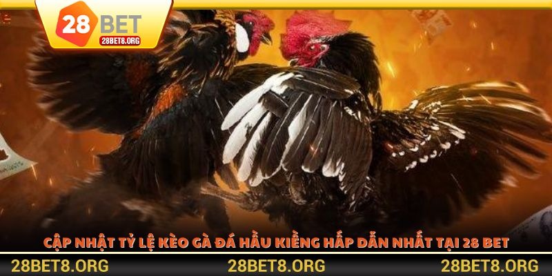 Cập nhật tỷ lệ kèo gà đá hầu kiềng hấp dẫn nhất tại 28 BET